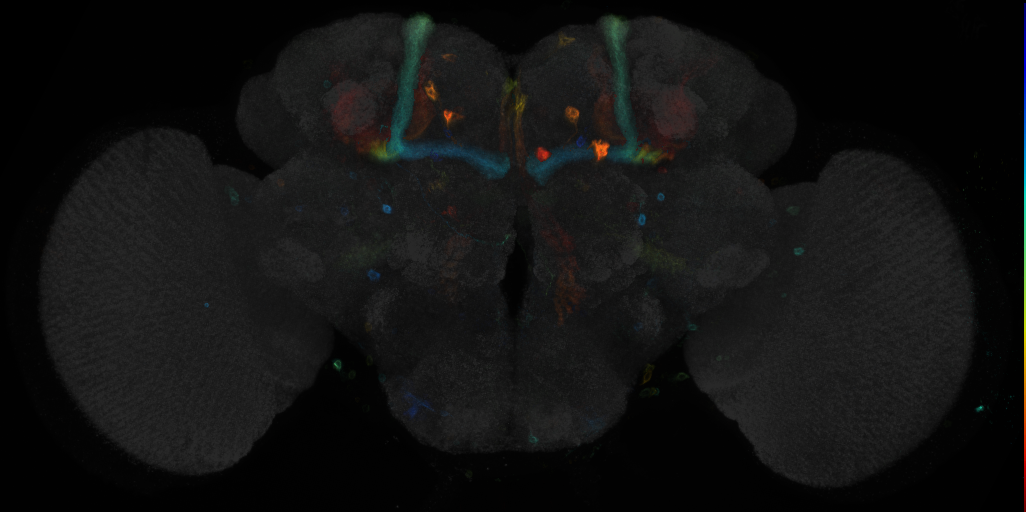 JRC_R10B06 GAL4 in the adult brain