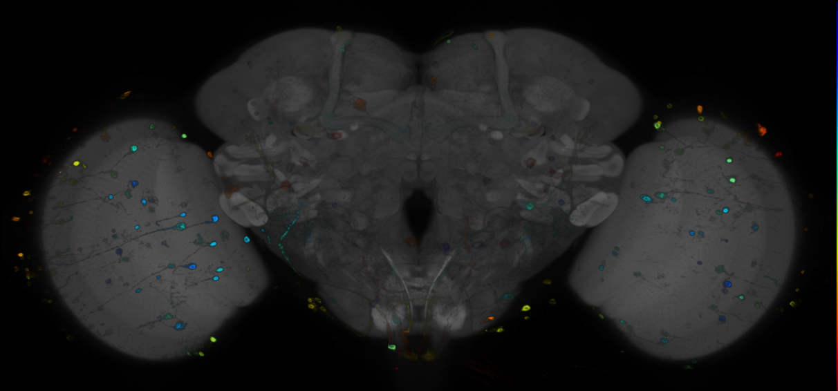 P{GMR11B06-GAL4} expression pattern