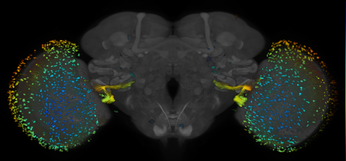 P{GMR72E01-GAL4} expression pattern