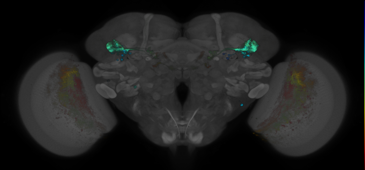 JRC_R41C06 GAL4 in the adult brain