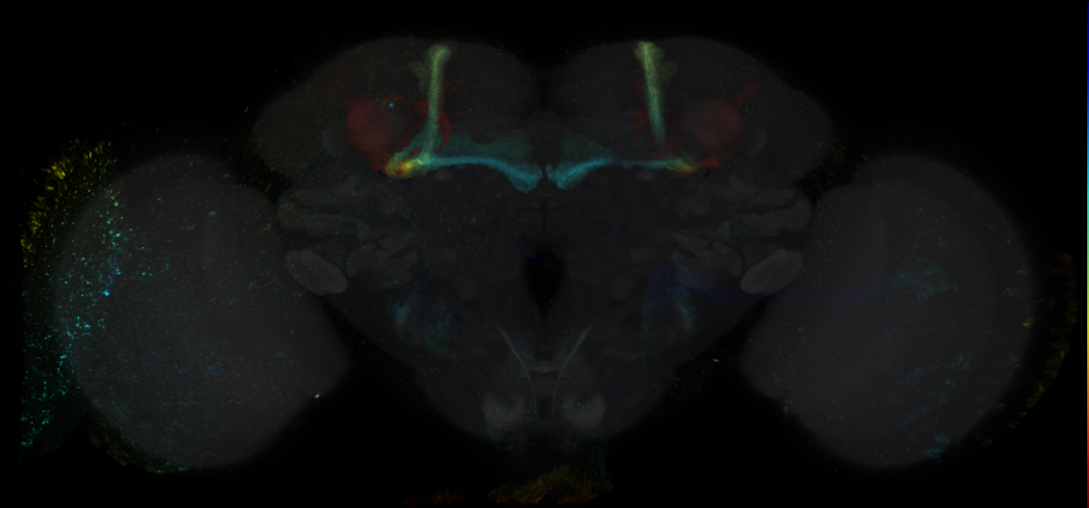 JRC_R43C05 GAL4 in the adult brain