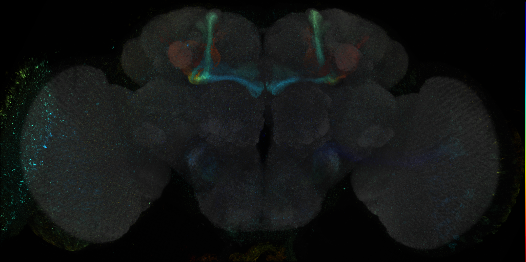 JRC_R43C05 GAL4 in the adult brain