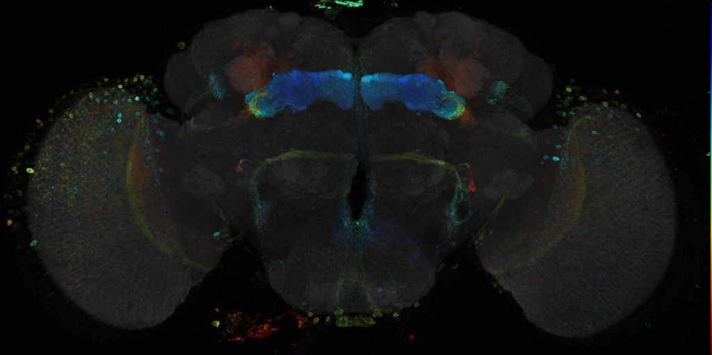 JRC_R82G10 GAL4 in the adult brain