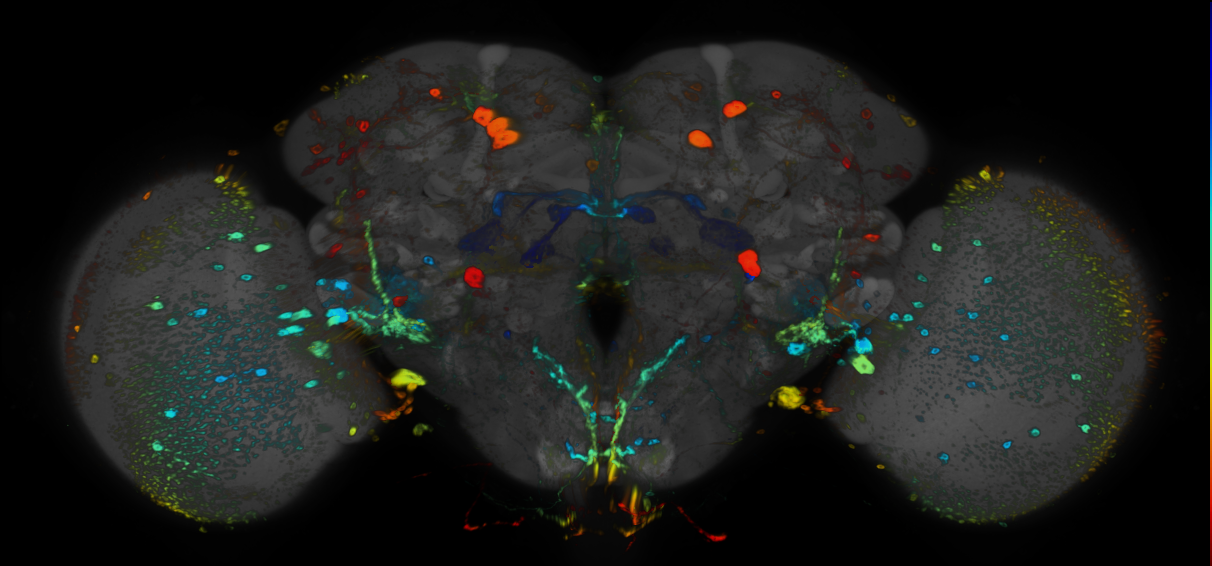 P{GMR16C03-GAL4} expression pattern