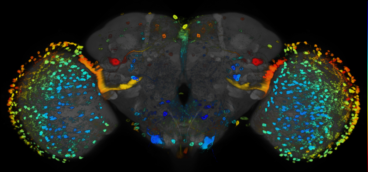 P{GMR72F01-GAL4} expression pattern