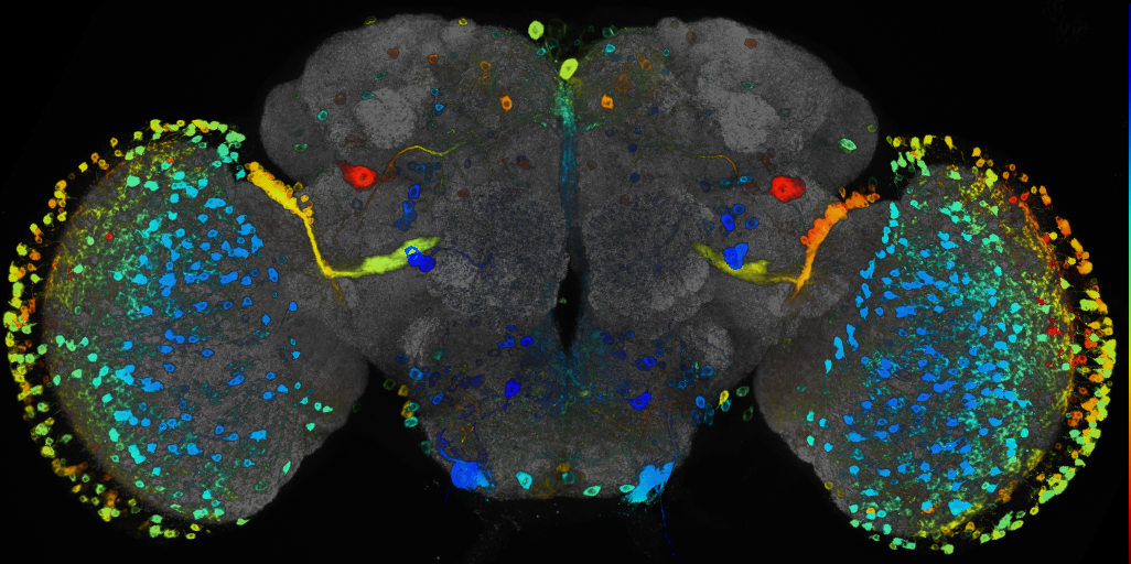 P{GMR72F01-GAL4} expression pattern