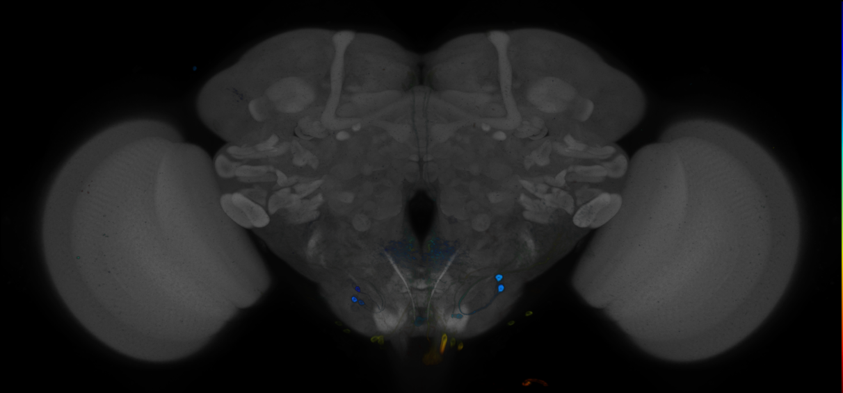 P{GMR76C02-GAL4} expression pattern