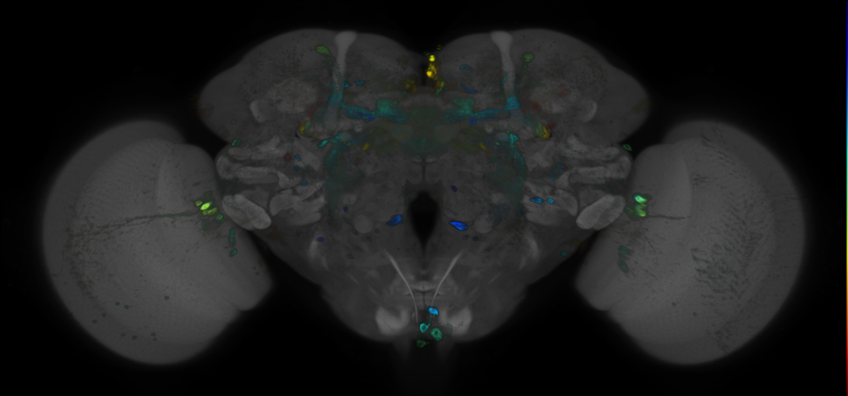 JRC_R69G10 GAL4 in the adult brain