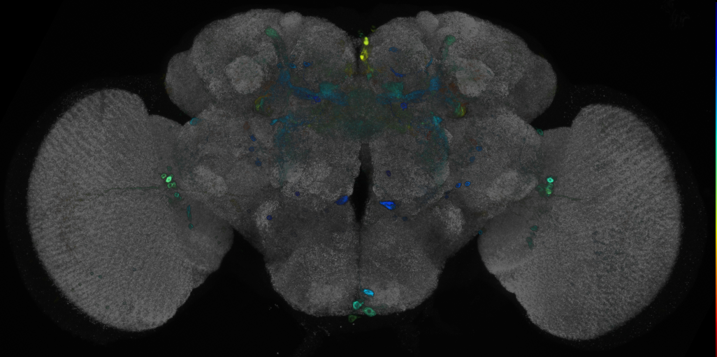 JRC_R69G10 GAL4 in the adult brain