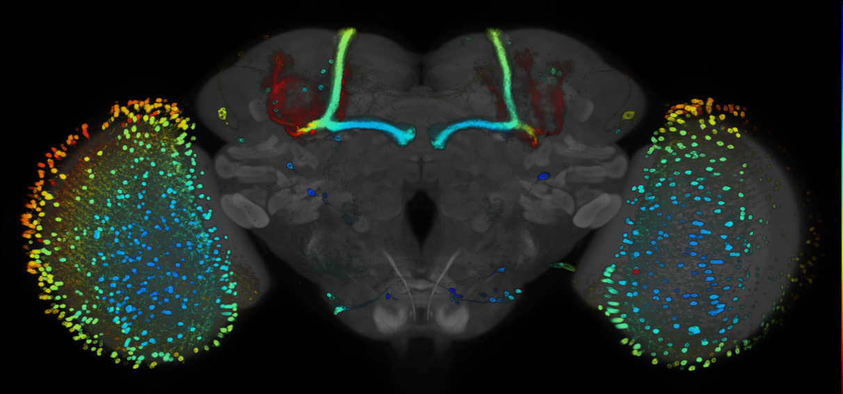 P{GMR81B08-GAL4} expression pattern