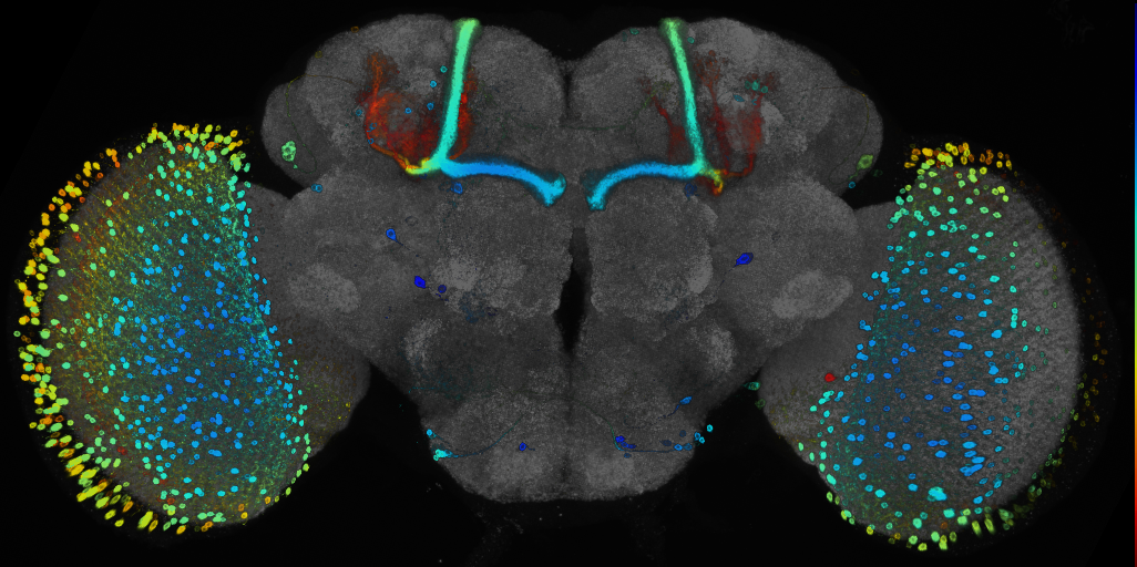 P{GMR81B08-GAL4} expression pattern