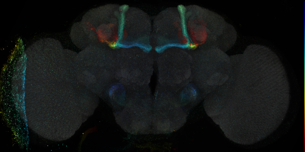 JRC_R18C02 GAL4 in the adult brain