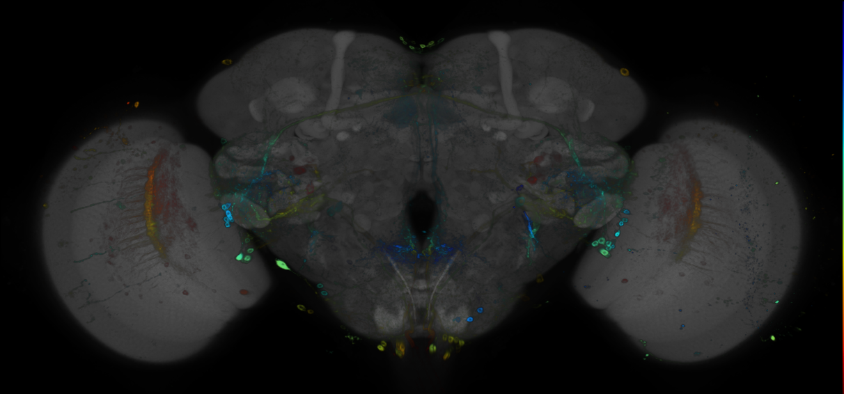 P{GMR91B02-GAL4} expression pattern