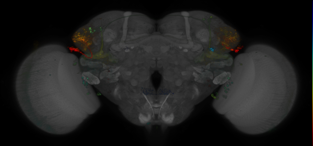 JRC_R25A01 GAL4 in the adult brain