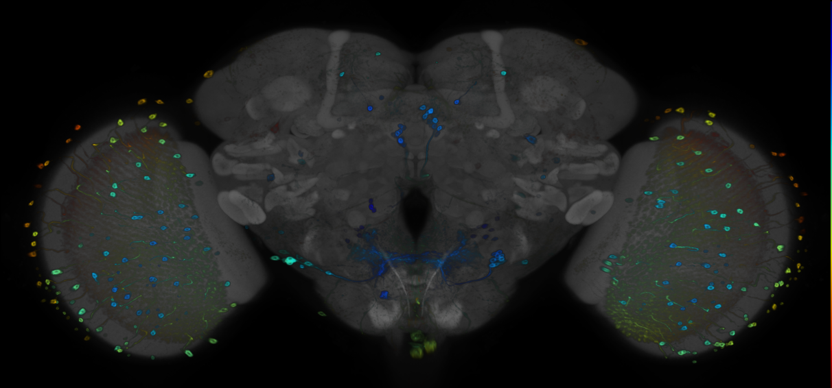 JRC_R53C05 GAL4 in the adult brain