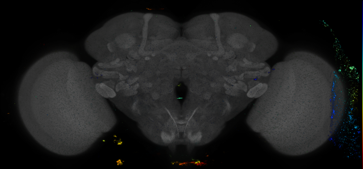 P{GMR46C08-GAL4} expression pattern