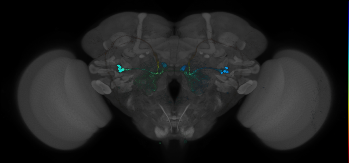 P{GMR22C06-GAL4} expression pattern