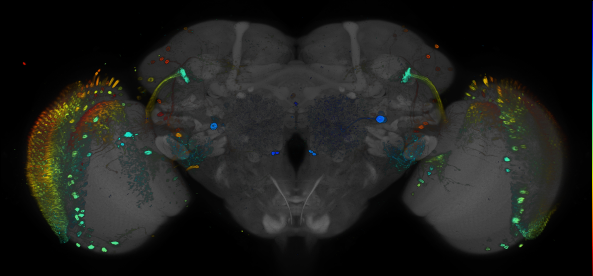 JRC_R70E02 GAL4 in the adult brain