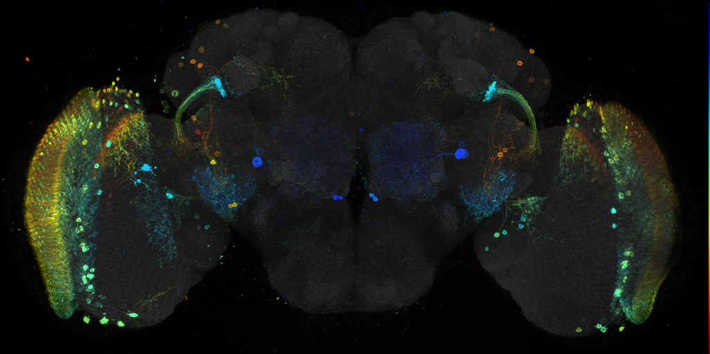 JRC_R70E02 GAL4 in the adult brain