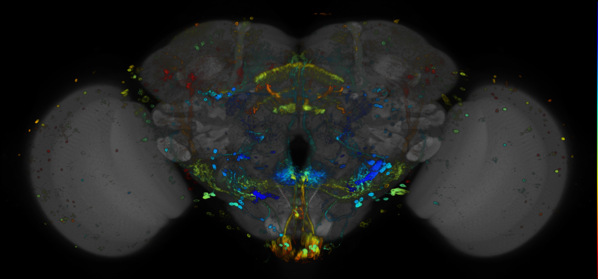 JRC_R13F01 GAL4 in the adult brain
