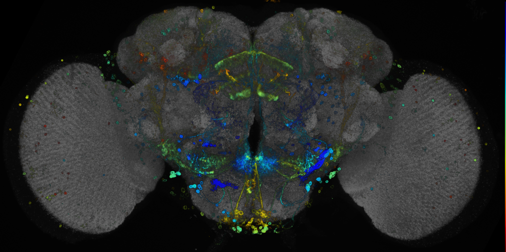 JRC_R13F01 GAL4 in the adult brain