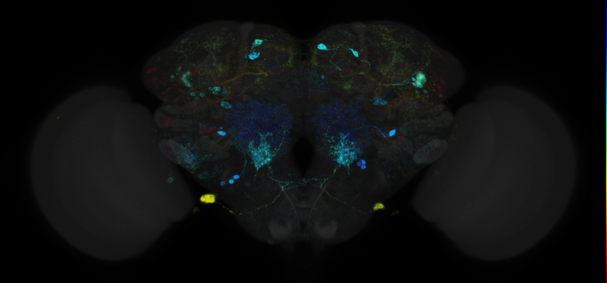JRC_R25B12 GAL4 in the adult brain