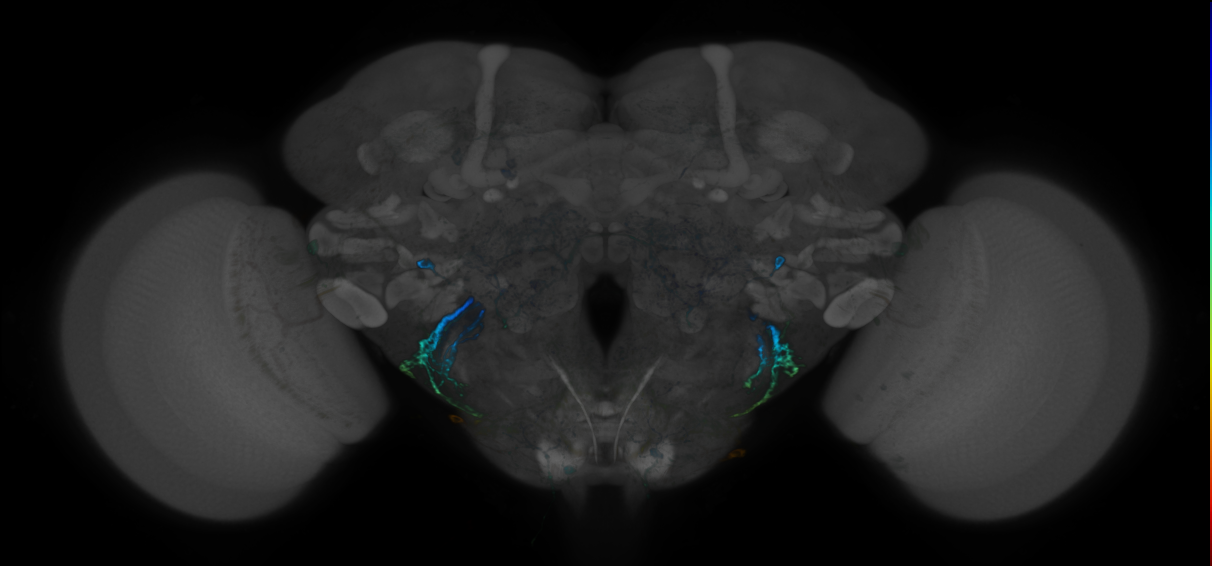 P{GMR70H06-GAL4} expression pattern