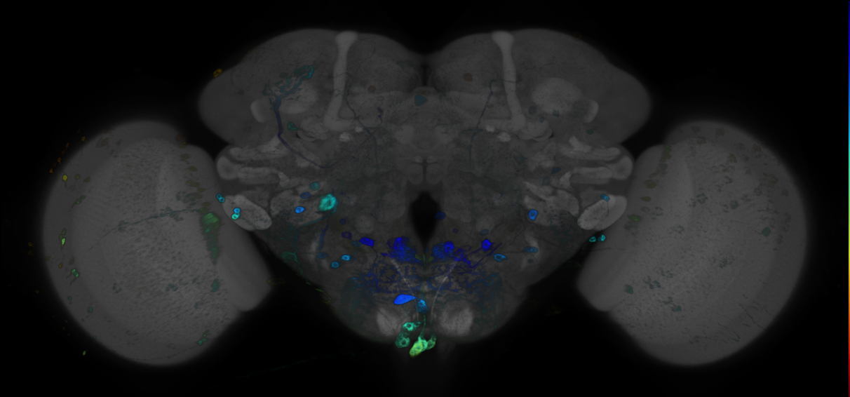 P{GMR72A09-GAL4} expression pattern
