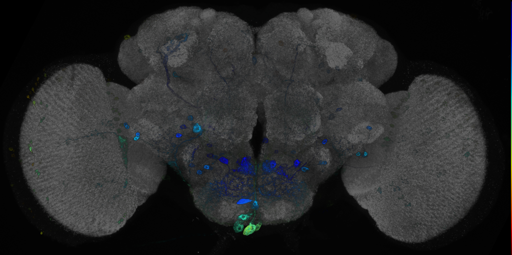 P{GMR72A09-GAL4} expression pattern