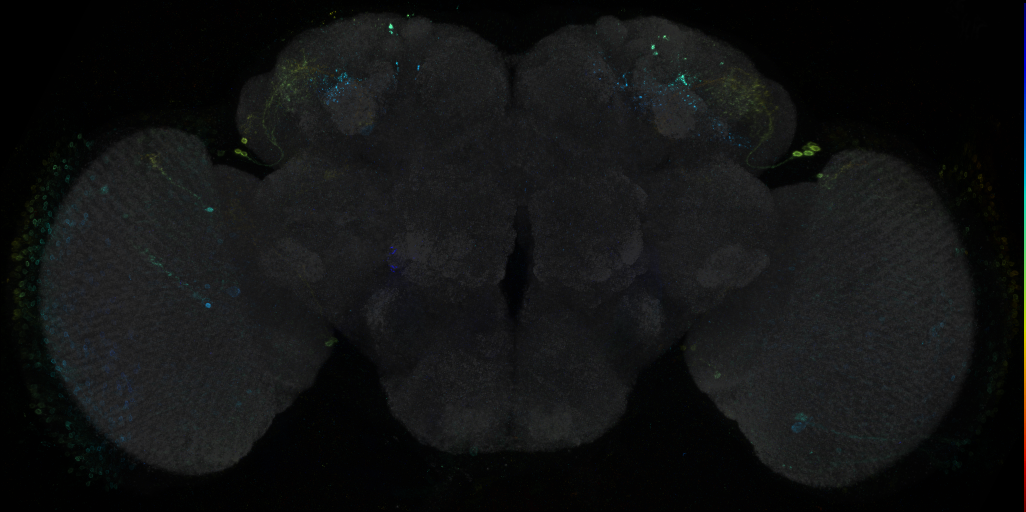JRC_R30E03 GAL4 in the adult brain