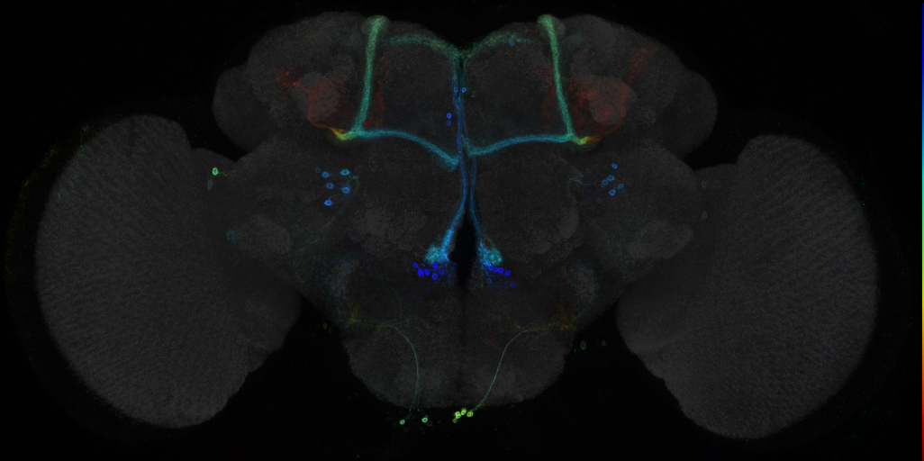 JRC_R85H04 GAL4 in the adult brain