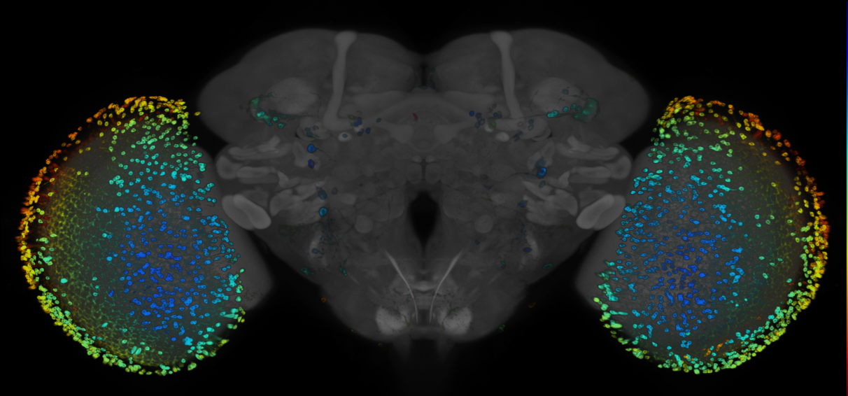 P{GMR55D08-GAL4} expression pattern