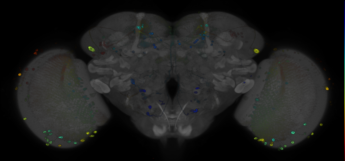 JRC_R72E03 GAL4 in the adult brain