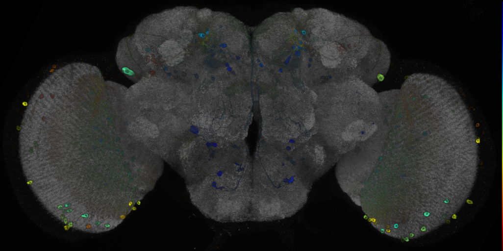 JRC_R72E03 GAL4 in the adult brain