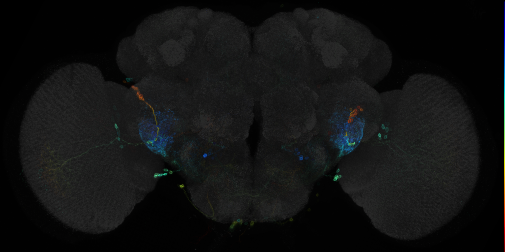 JRC_R33G01 GAL4 in the adult brain