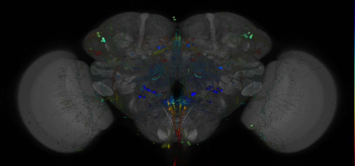 JRC_R35D10 GAL4 in the adult brain