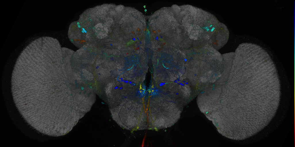 JRC_R35D10 GAL4 in the adult brain