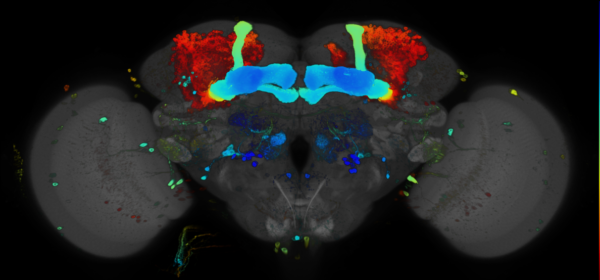 P{GMR25H11-GAL4} expression pattern