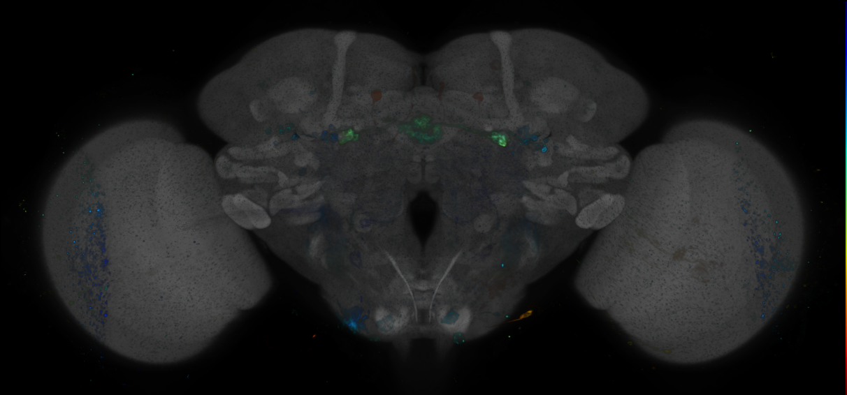 P{GMR23H06-GAL4} expression pattern