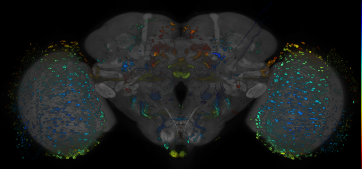 JRC_R48A11 GAL4 in the adult brain