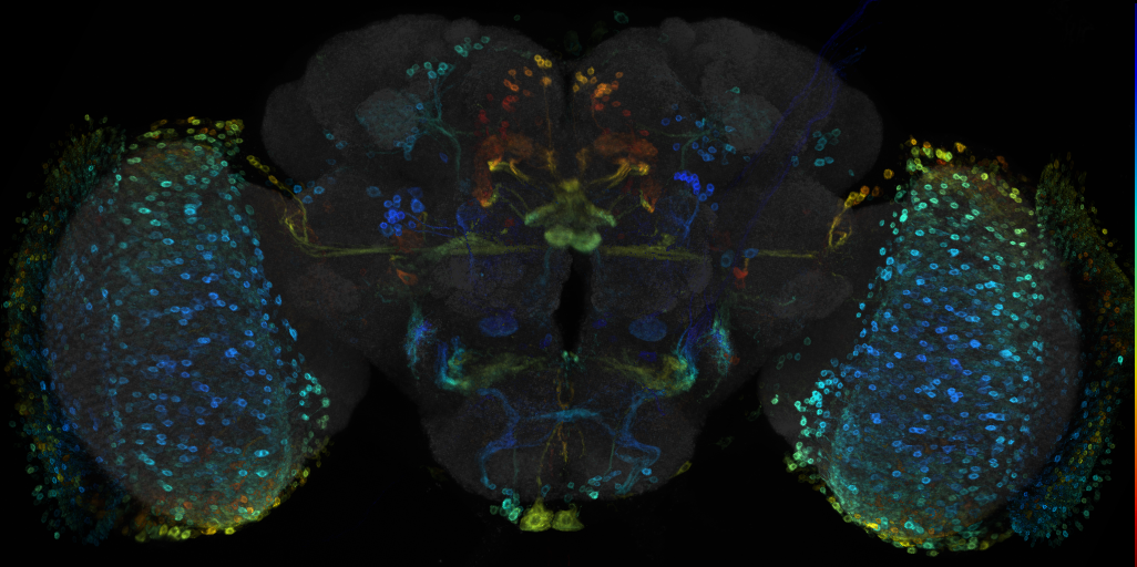 JRC_R48A11 GAL4 in the adult brain