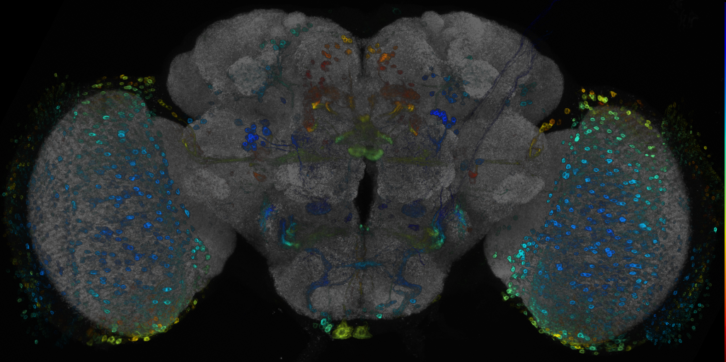 JRC_R48A11 GAL4 in the adult brain