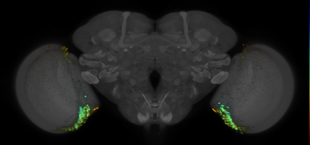 JRC_R71C10 GAL4 in the adult brain