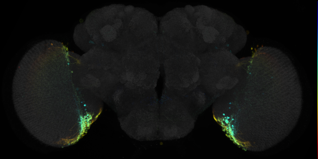 JRC_R71C10 GAL4 in the adult brain