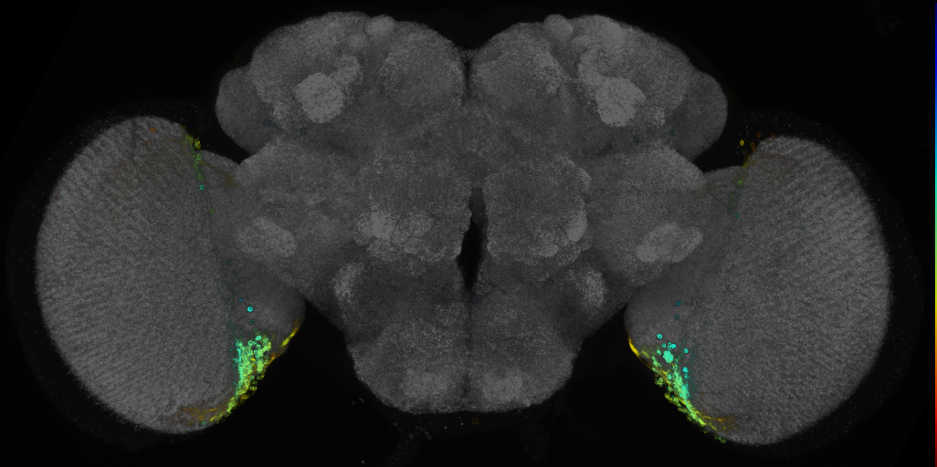 JRC_R71C10 GAL4 in the adult brain