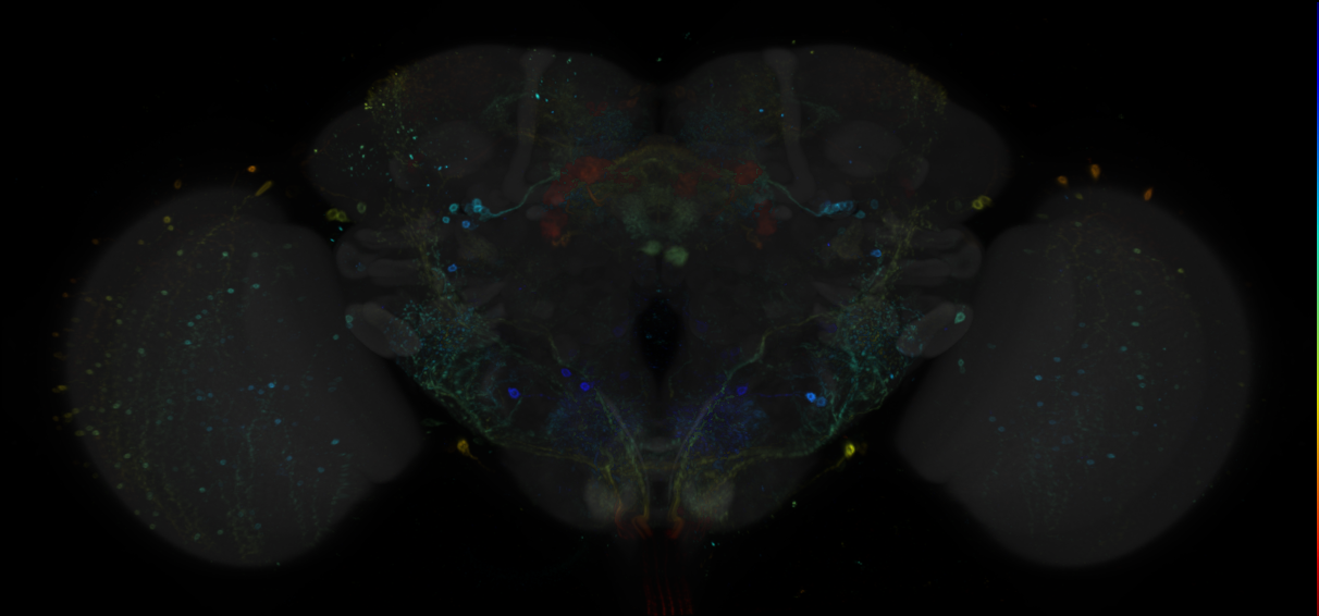JRC_R48A01 GAL4 in the adult brain