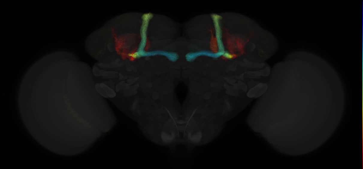 JRC_R32E06 GAL4 in the adult brain