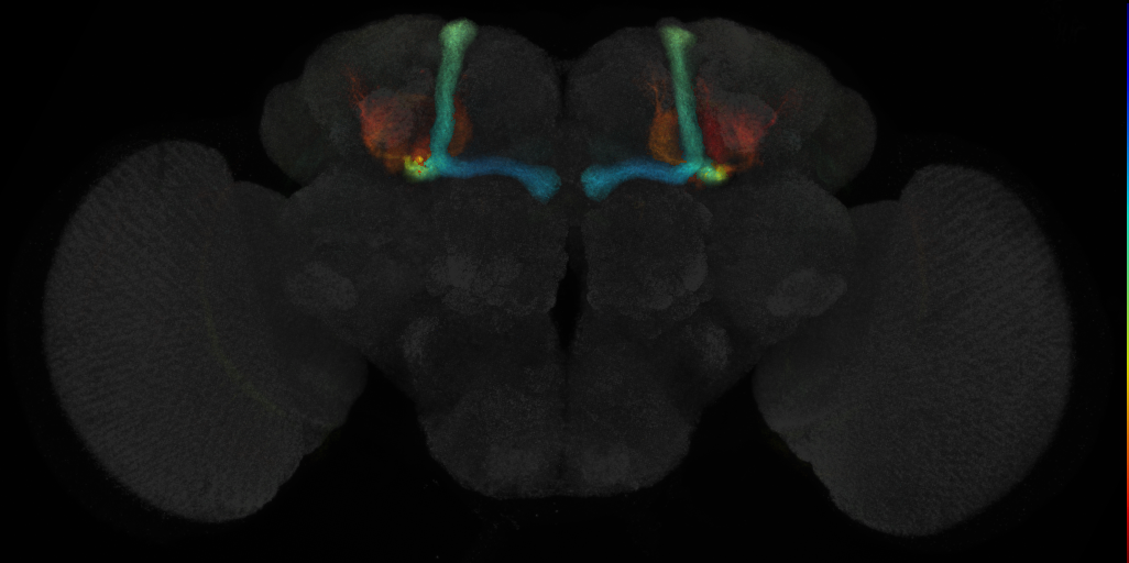 JRC_R32E06 GAL4 in the adult brain