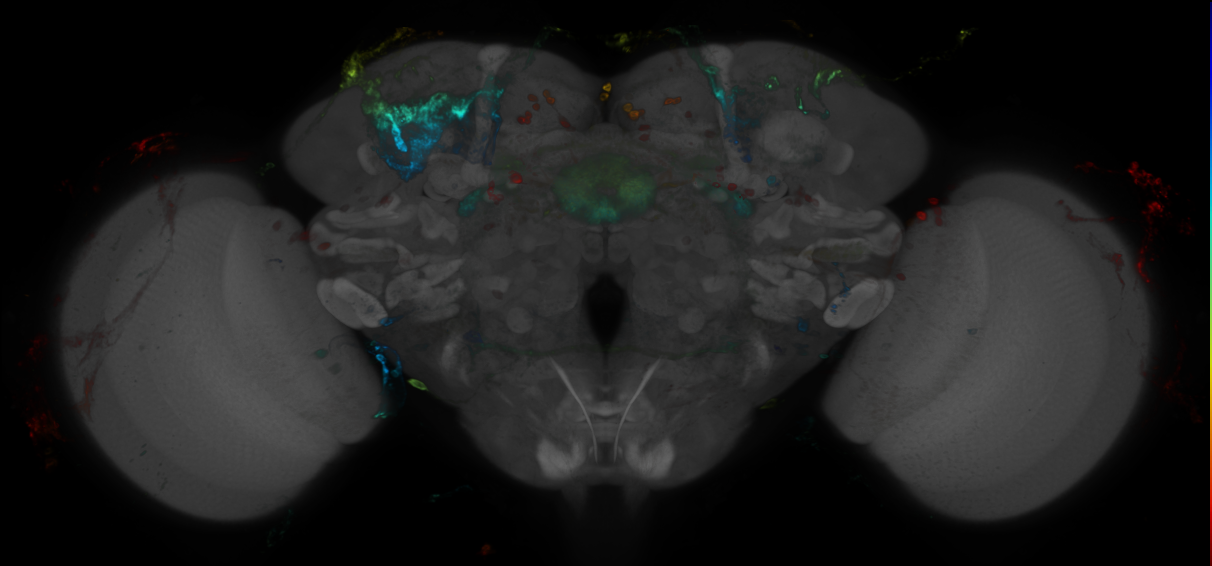 P{GMR15C03-GAL4} expression pattern