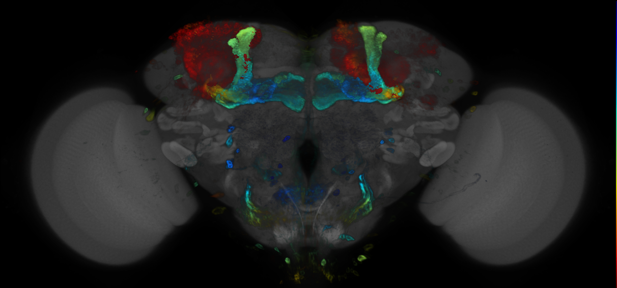 P{GMR55F11-GAL4} expression pattern